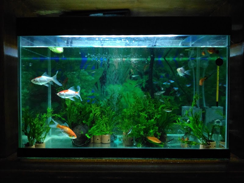 Mengenal Eza Aquarium Petshop Purwojati: Tempat Hobi Menjadi Kenyamanan
