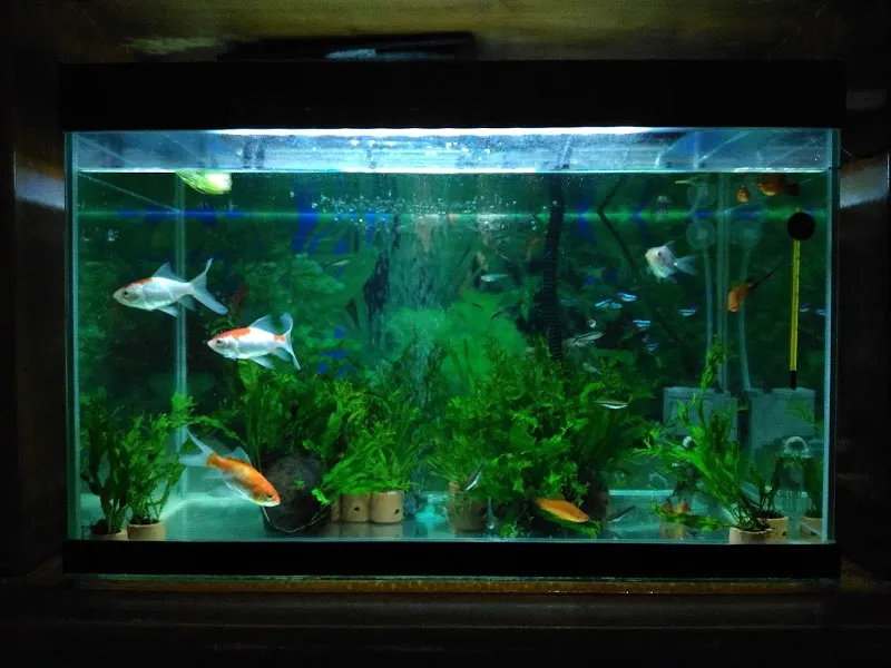 Eza Aquarium: Kehadiran yang Menenangkan di Jantung Purwojati